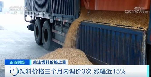 漲 漲 漲 飼料密集調價,養一頭豬成本增加300元 來聽新聞