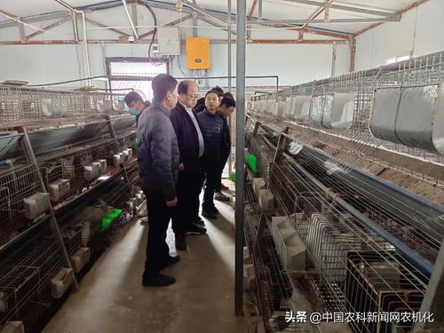 陜西長武 家兔養(yǎng)殖拓寬龍頭村群眾致富路