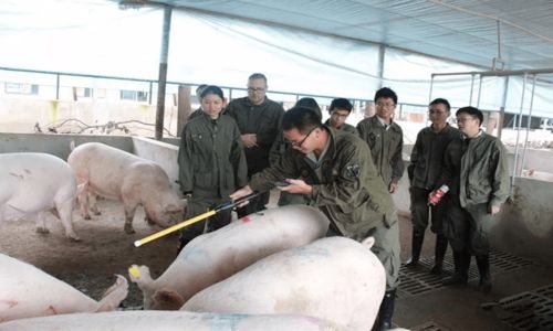 天眼查 飼料行業(yè)加速洗牌,我國近十年飼料相關(guān)企業(yè)注冊增速穩(wěn)定在8 左右
