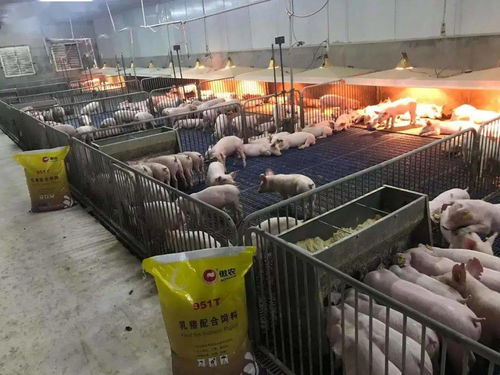 迎戰春節,傲農飼料人爭分奪秒忙生產,火力全開保供給